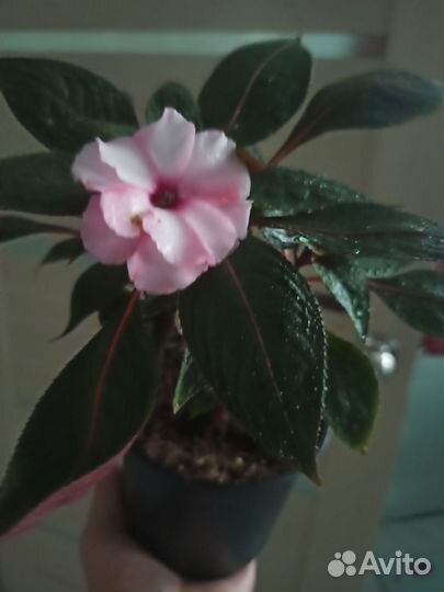 Бальзамин Новогвинейский рококо