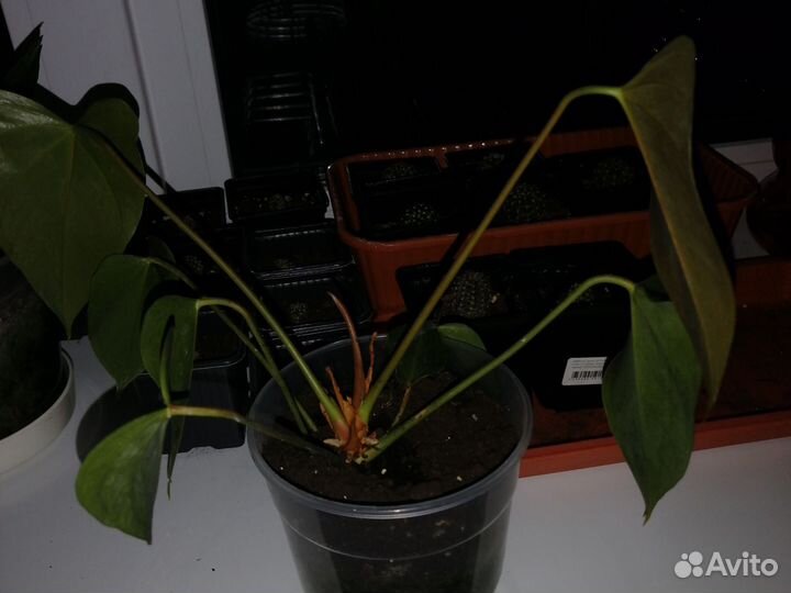 Комнатные цветы