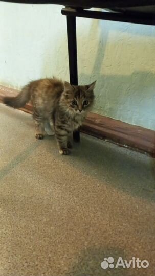 Кошки в добрые руки