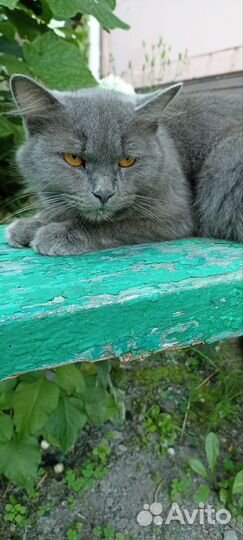 Кошка в добрые руки