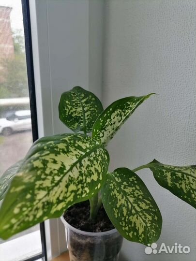 Диффенбахия