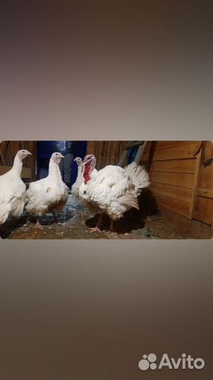 Куры Гуси Утки Бройлер