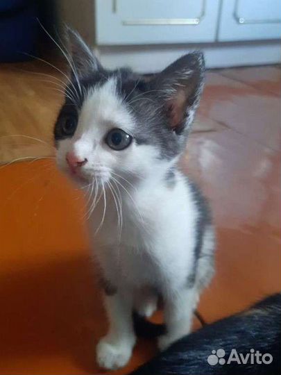 Котенок в добрые руки