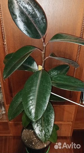 Фикус Чёрный принц