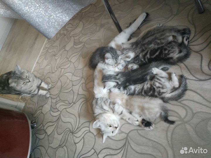 Британские котята