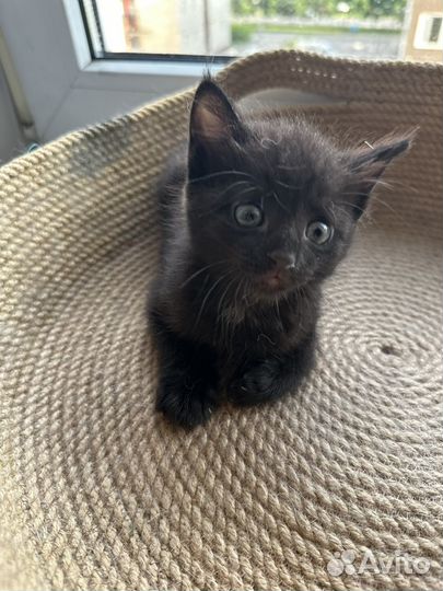 Котенок девочка в добрые руки