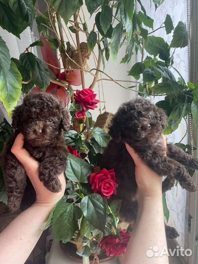 Той-пудель ред браун, шоколад, черные. Мальтипу