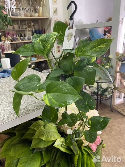 Эпипремнум (сциндапсус)