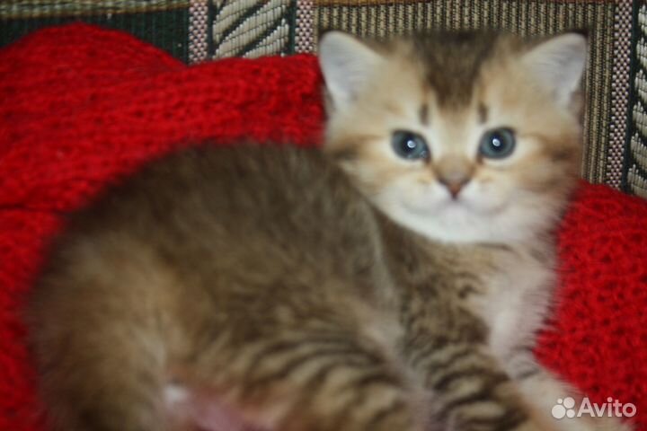 Шотландский котик