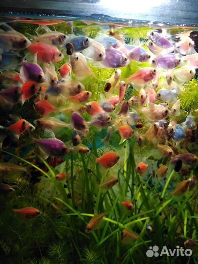 Тернеция гло