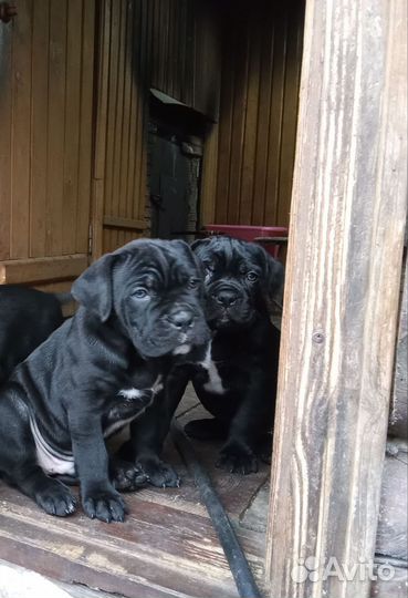 Щенки Кане Корсо