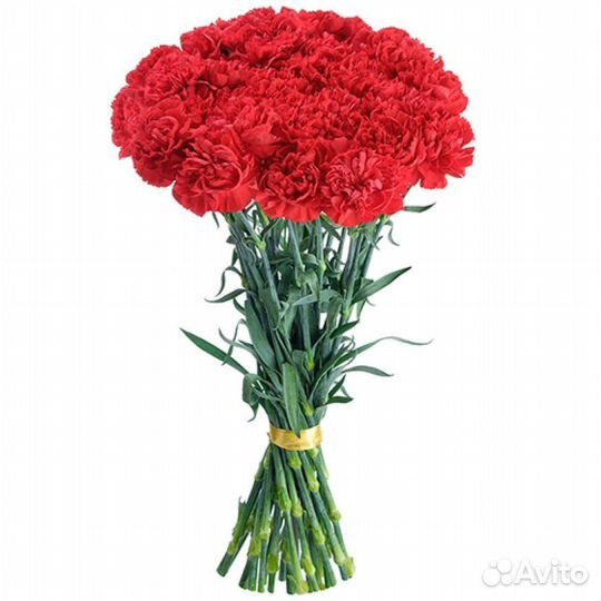 Диантусы она же гвоздика