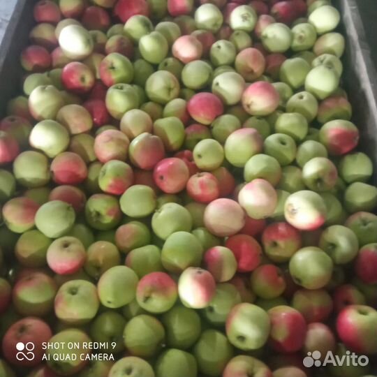 Яблоки оптом