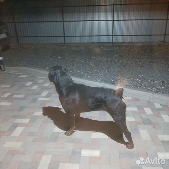 Ротвейлер (вязка)