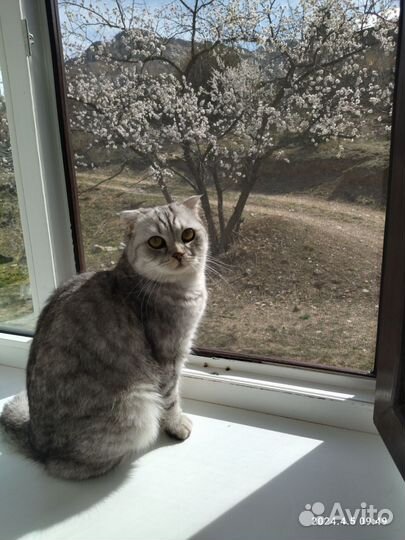 Серебристая шиншилла отдам в добрые руки