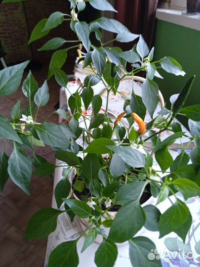 Перчик Чили