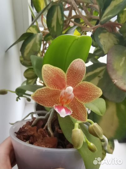 Орхидея Мастерпис