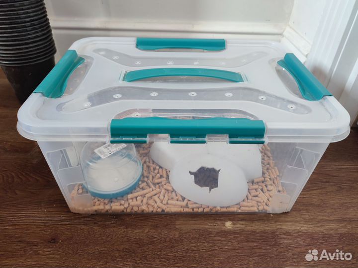 Эублефар diablo blanco