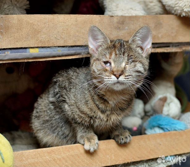 Особенная кошечка