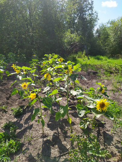 Дом 20 м² на участке 10 сот.