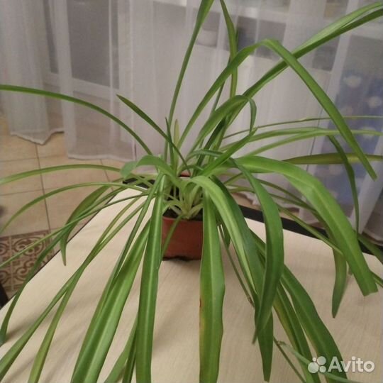 Хлорофитум