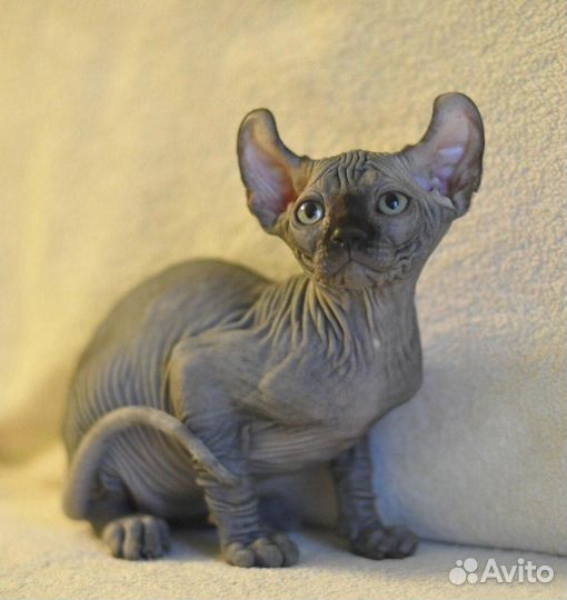 Сфинкс эльф