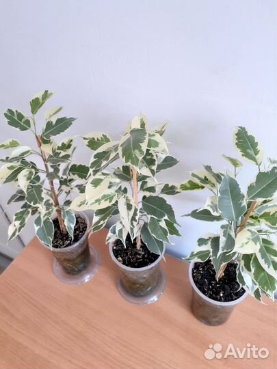 Фикус Бенджамин