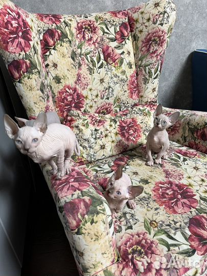 Канадский сфинкс котенок девочка