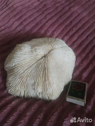 Морские кораллы