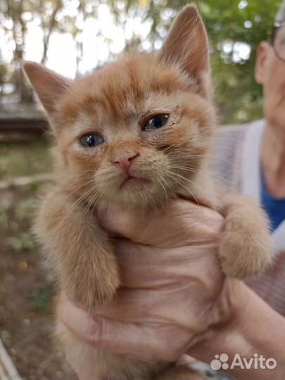 Кошка в дар