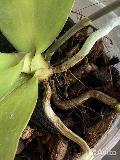 Фаленопсис