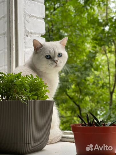 Шотландская прямоухая порода кота