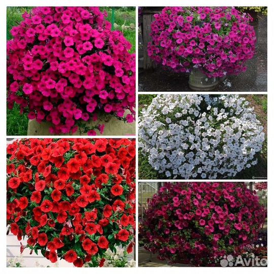 Петуния вегетативная круглый год