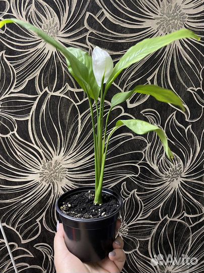 Спатифиллум