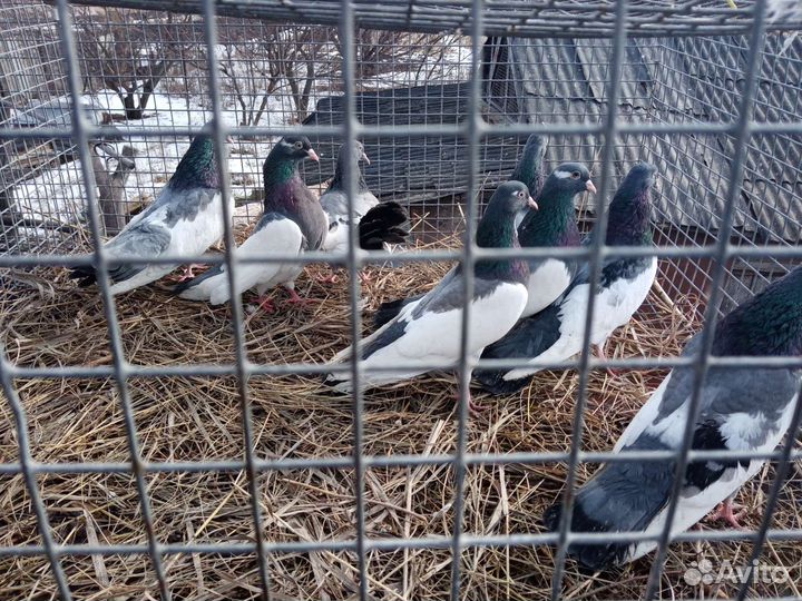 Голуби пакистанцы