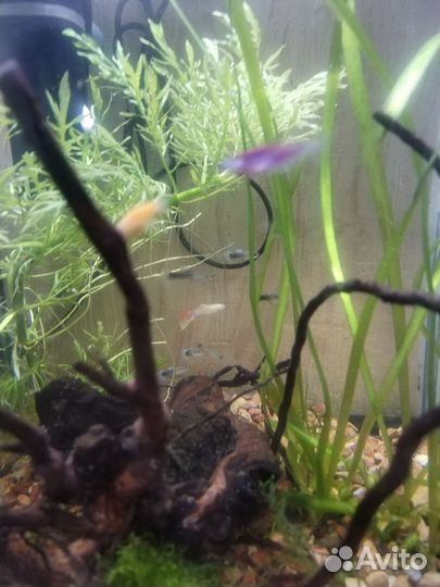 Аквариум aguael 30л со всем содержимым