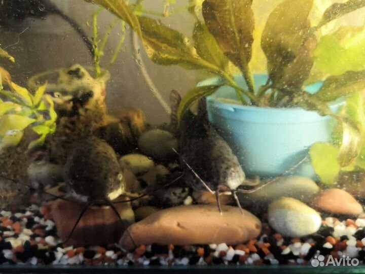 Сомики торакатум