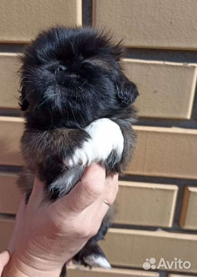 Щенок пекинес