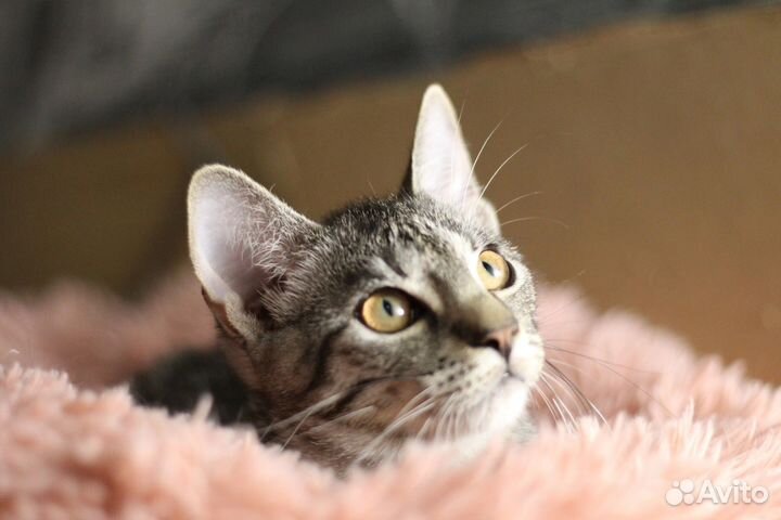 Котенок полосатый