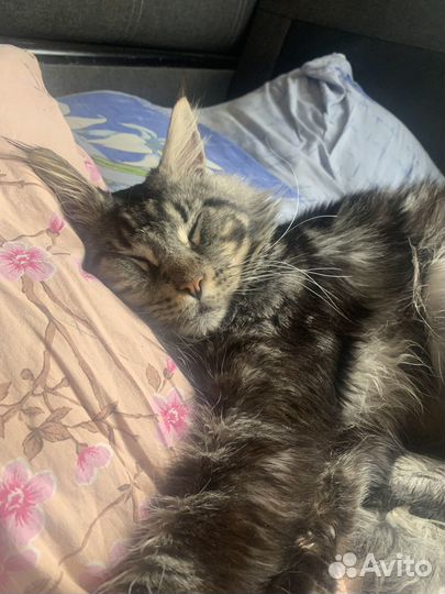 Домашние животные котята