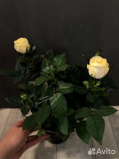 Роза в горшке,комнатные цветы