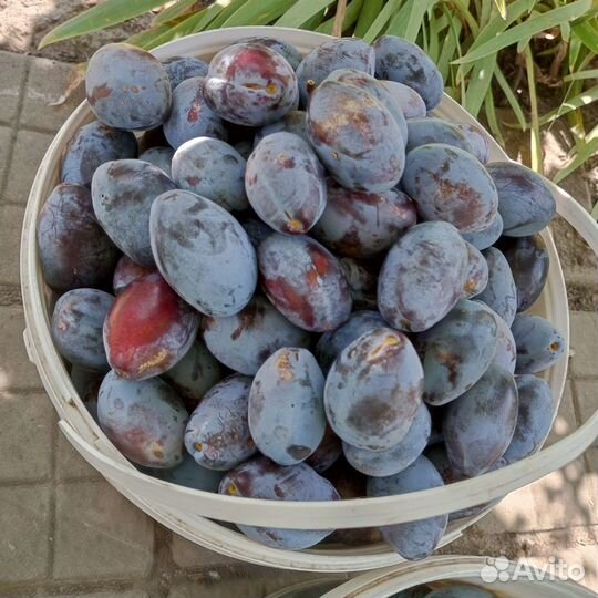 Слива чернослив