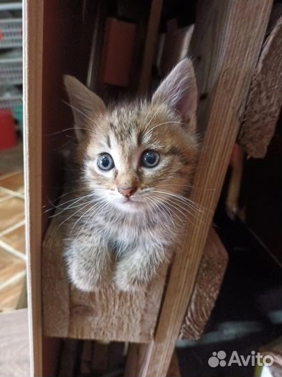 Котята в добрые руки