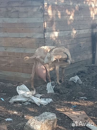 Дойные нубийские козы