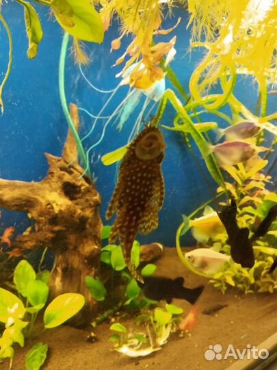 Рыбки аквариумные