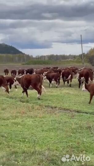 Тёлочки и Бычки герефордской породы