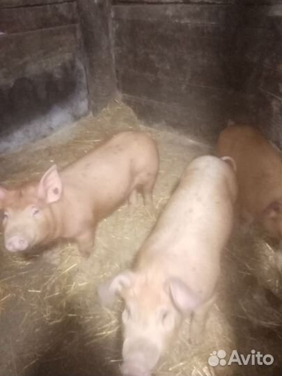 Поросята дюрок