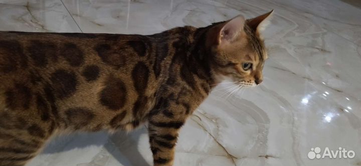 Бенгальский котенок