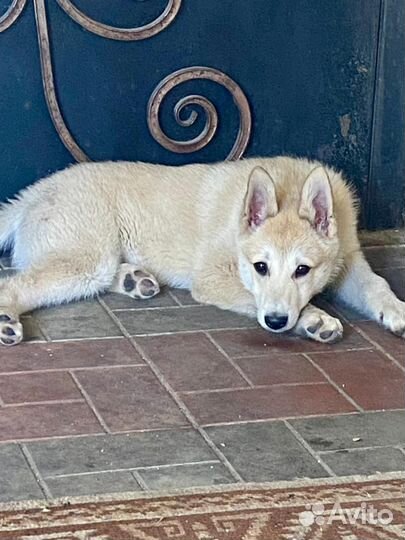 Западно сибирская лайка