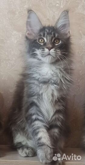 Котята мейн-кун в Тюмени